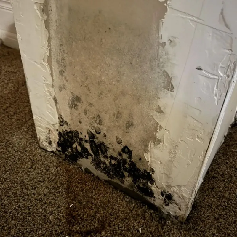 Professional Mold Removal in Pulaski County, VA